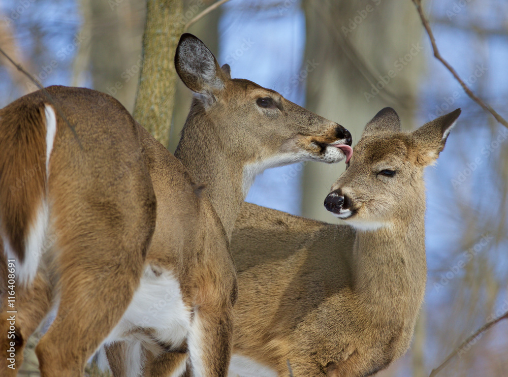 Beautiful funny picture with a pair of the cute wild deers Beautiful funny picture with a pair of the cute wild deers
