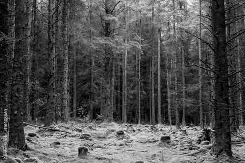 small clearing of a forrest on a cold morning, tree trunks-black and white photo