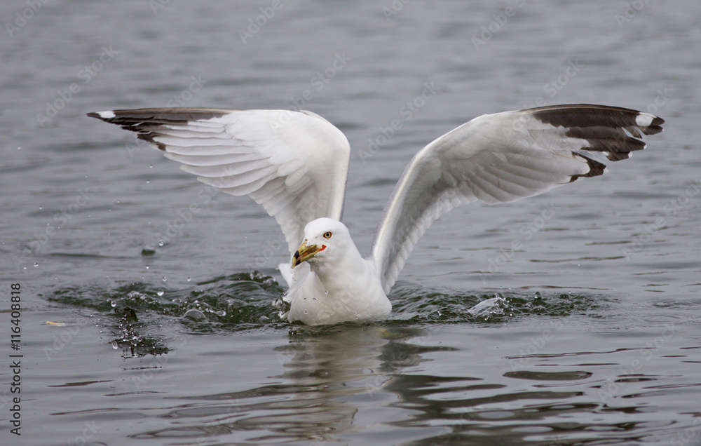Photo of a gull found the food in the lake Photo of a gull found the food in the lake