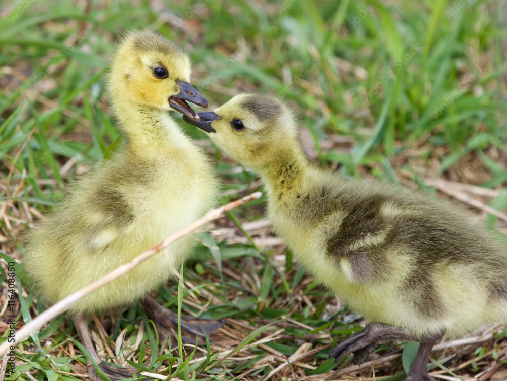 Funny reaction of the chick on the first kiss Funny reaction of the chick on the first kiss