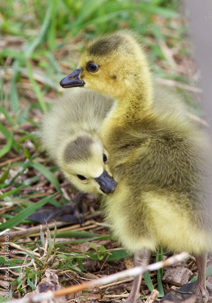 Image with a pair of chicks Image with a pair of chicks