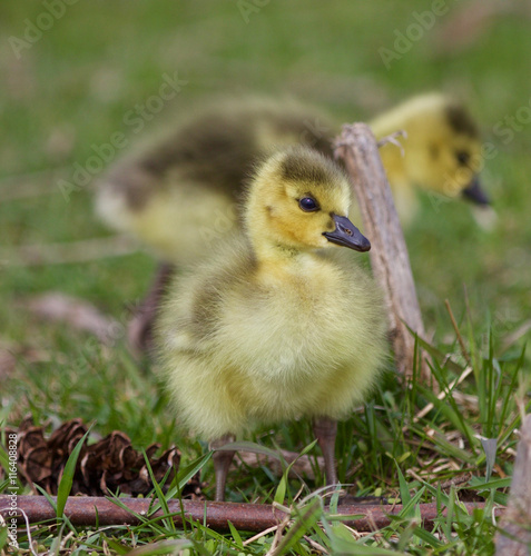 Beautiful isolated picture with a chick of the Canada geese © MrWildLife