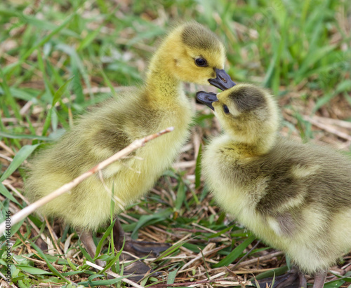 Funny picture with two young chicks of the Canada geese in love