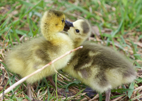 Funny photo of two young chicks of the Canada geese kissing
