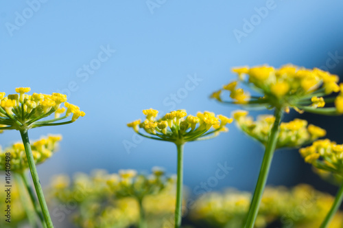 fiori di finocchio primo piano