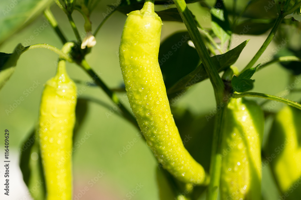Dew on green sweet pepper plant or bell pepper Dew on green sweet pepper plant or bell pepper