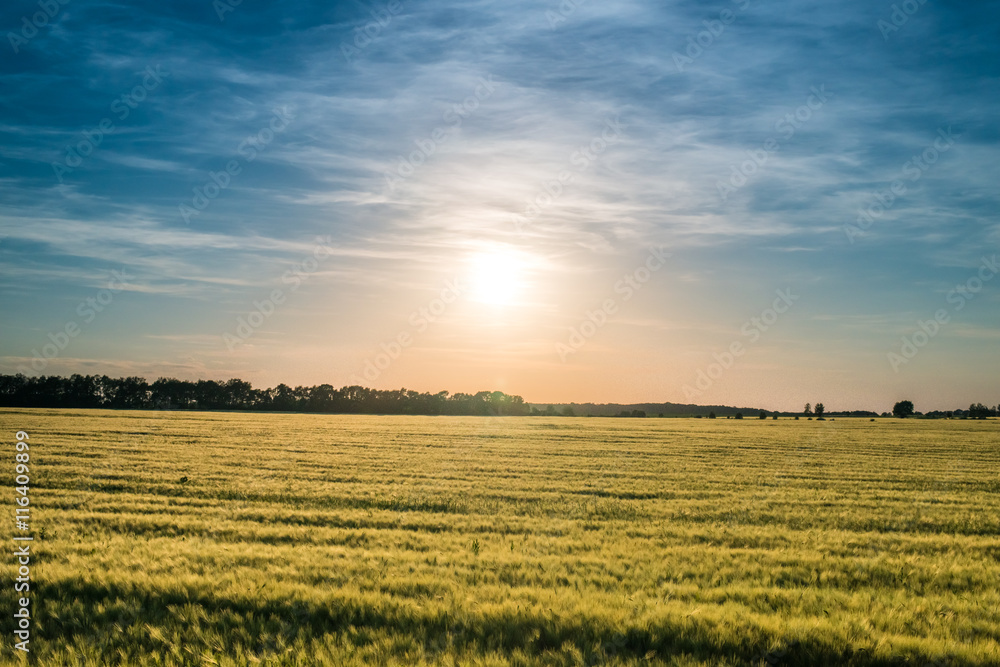 Field of ripening wheat at sunset