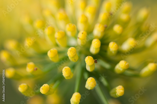 fiori di finocchio primo piano photo