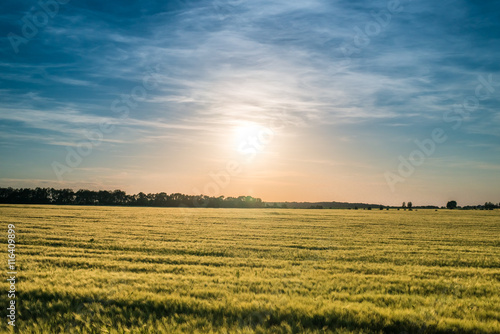 Field of ripening wheat at sunset