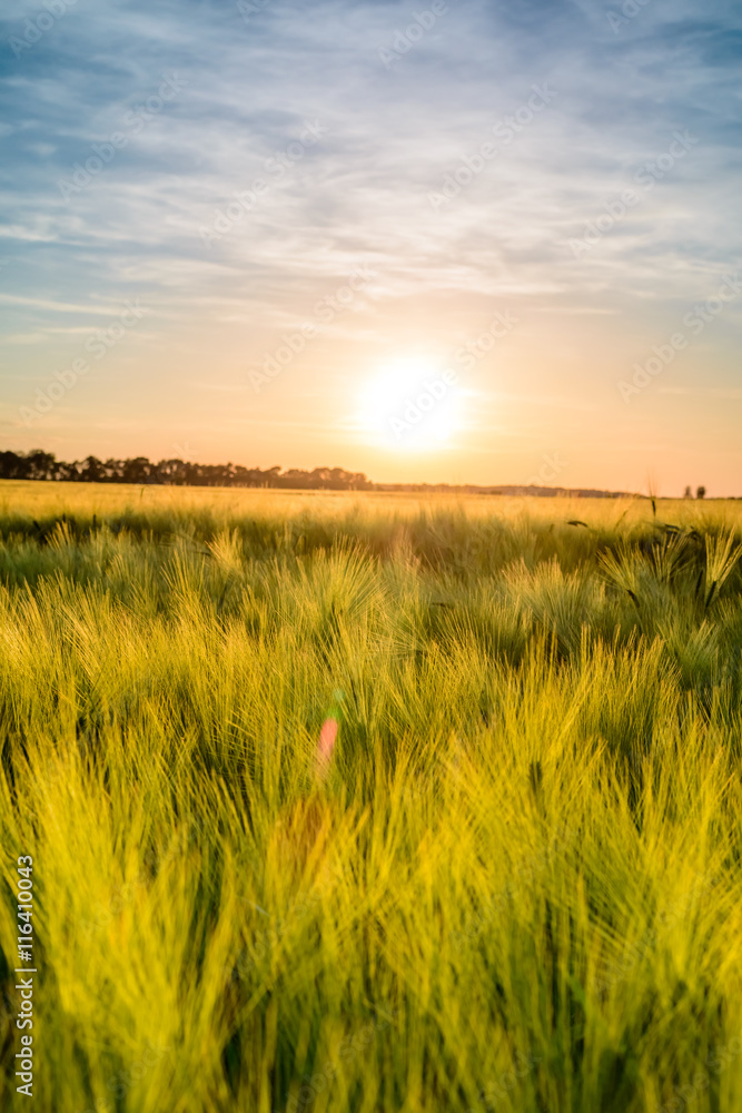 Fiery sunset over a ripening wheat crop