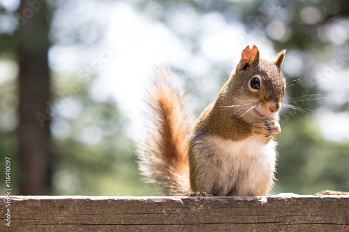 closeup of a red squirrel on a cottage deck