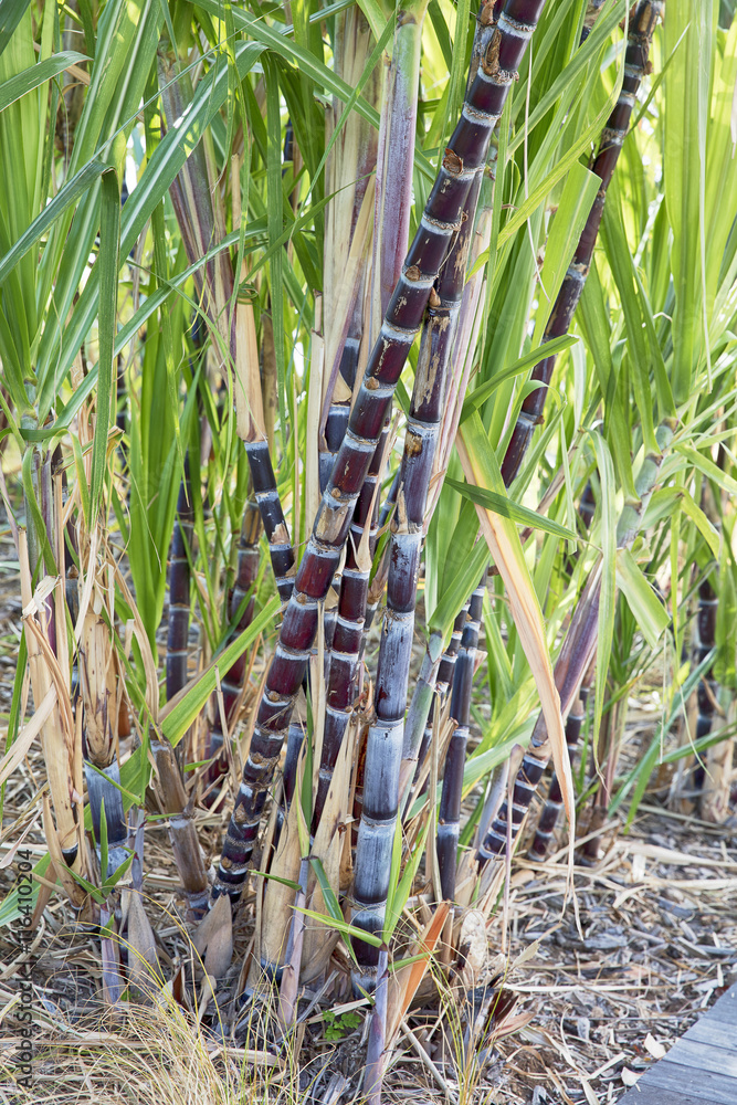 Obraz premium Plants de canne à sucre