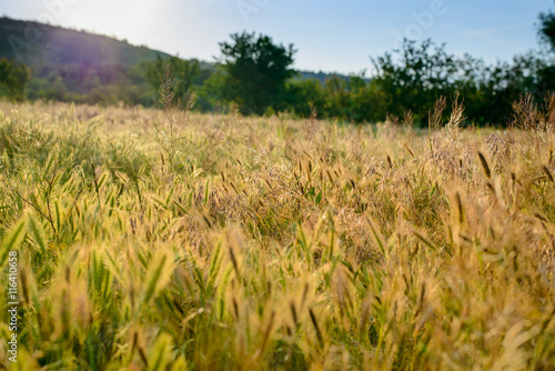 Ripening wheat in an agricultural field