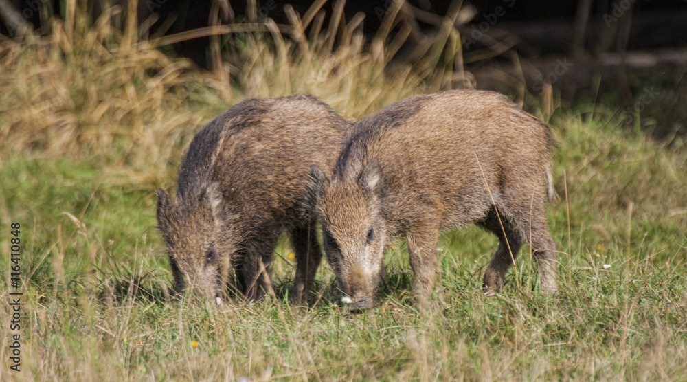Boar Boar