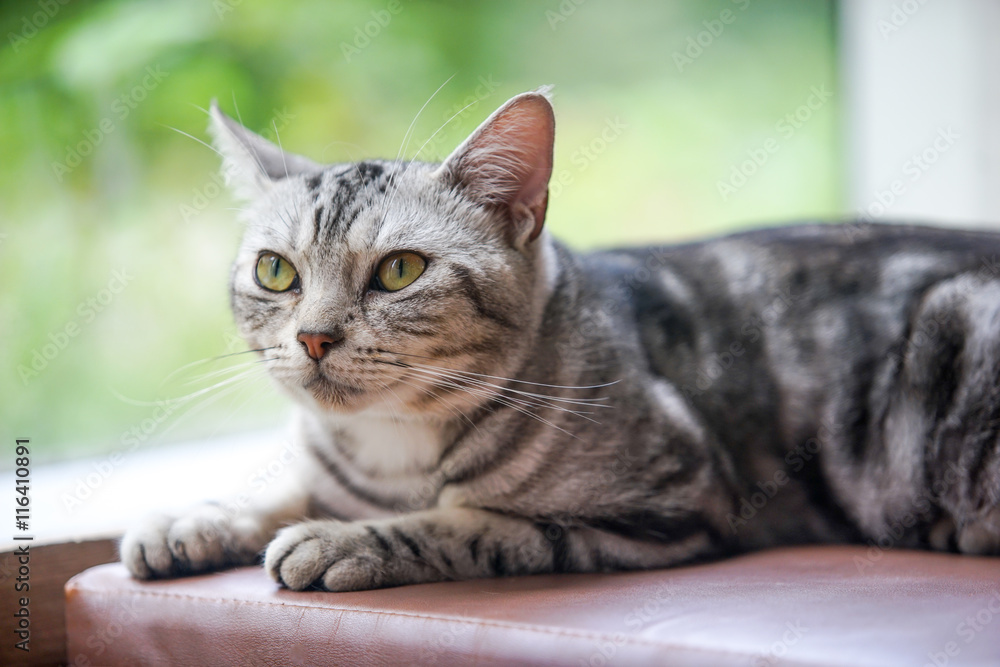 cat lay on the cushion, select focus eye cat lay on the cushion, select focus eye
