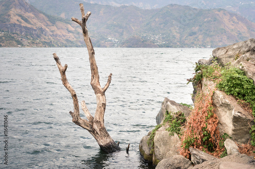 Landscape of the Lake Atitlan with a dry tree, San Pedro La Laguna, Guatemala. Central America
