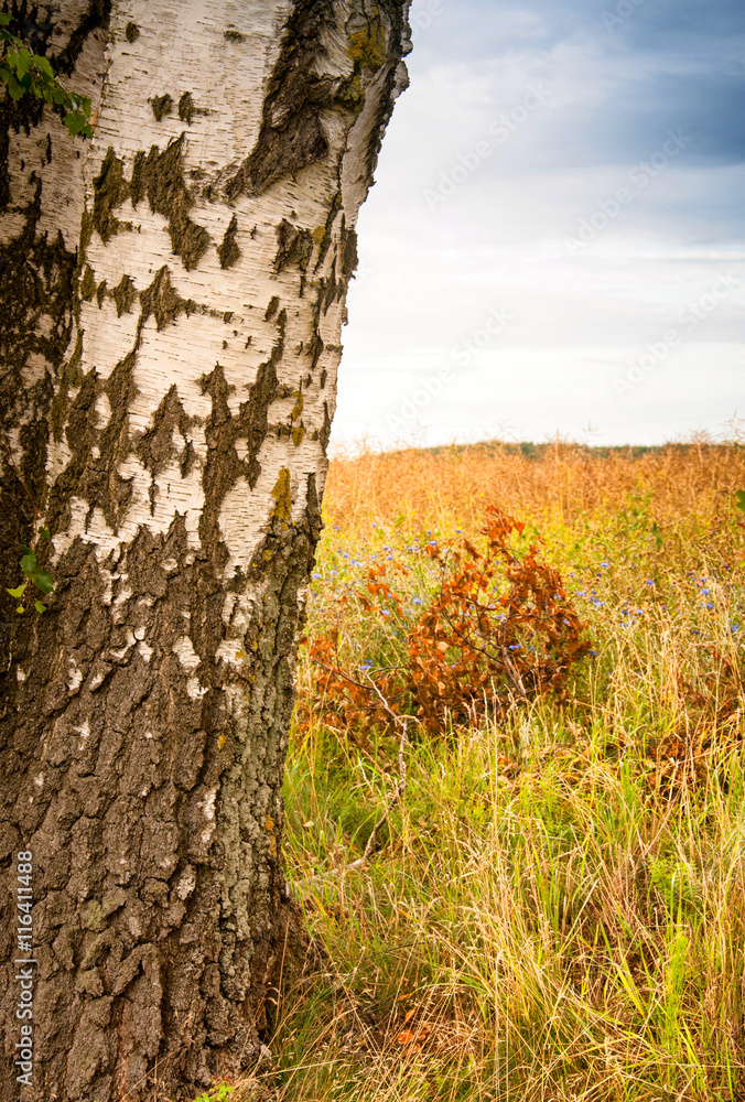 Fototapeta premium Birch trunk on a field background