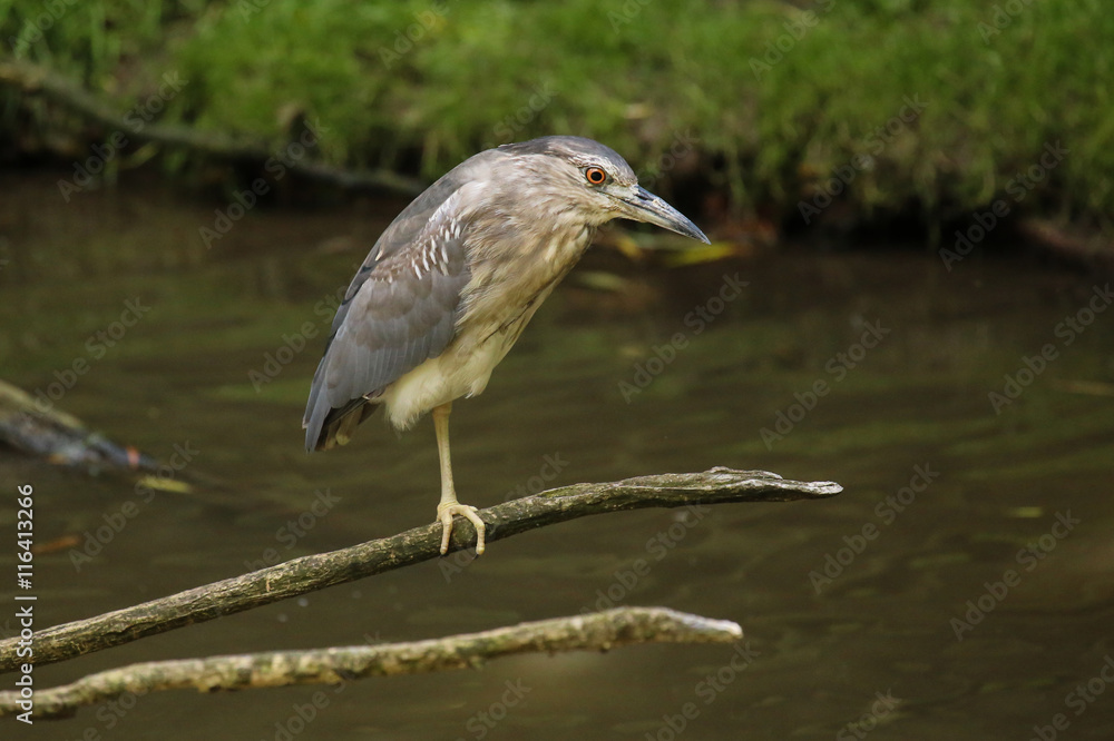 bird on water posing bird on water posing