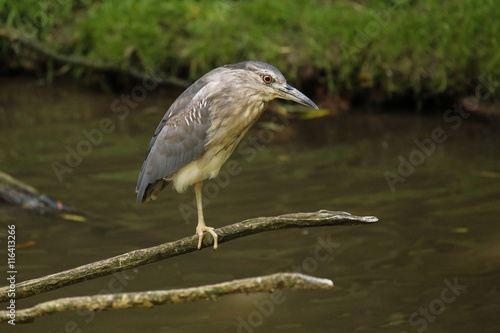 bird on water posing