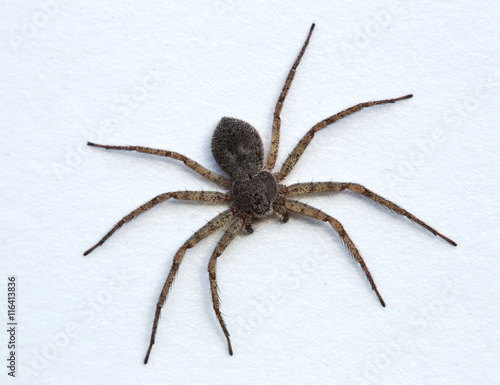 Hairy spider on a white painted background