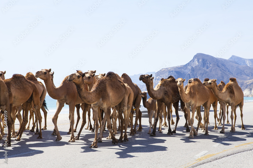 Camels crossing the road near Salalah, Oman.
