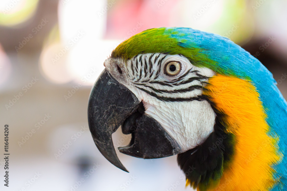 Fototapeta premium Pet Parrot, a beautiful and intelligent.