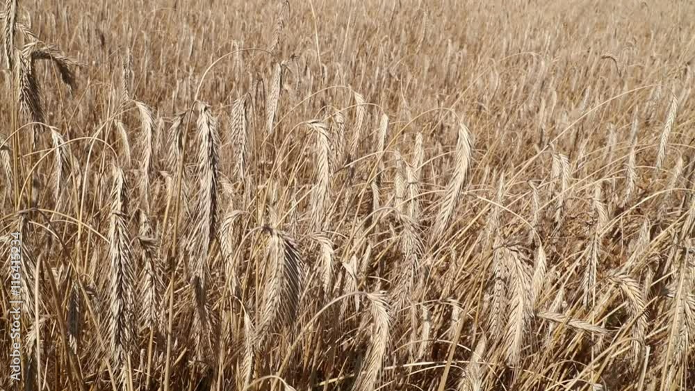 Field of ripe mature wheat full ears spikes shaking trembling in the wind Field of ripe mature wheat full ears spikes shaking trembling in the wind