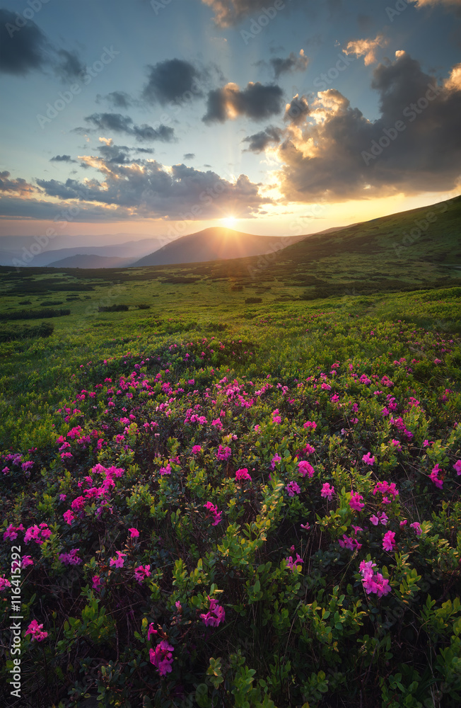 Fototapeta premium Flowers on the mountain field during sunrise. Beautiful natural landscape in the summer time