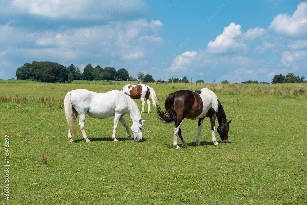 several horses on the meadow feeding in the sun