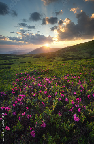 Flowers on the mountain field during sunrise. Beautiful natural landscape in the summer time © biletskiyevgeniy.com
