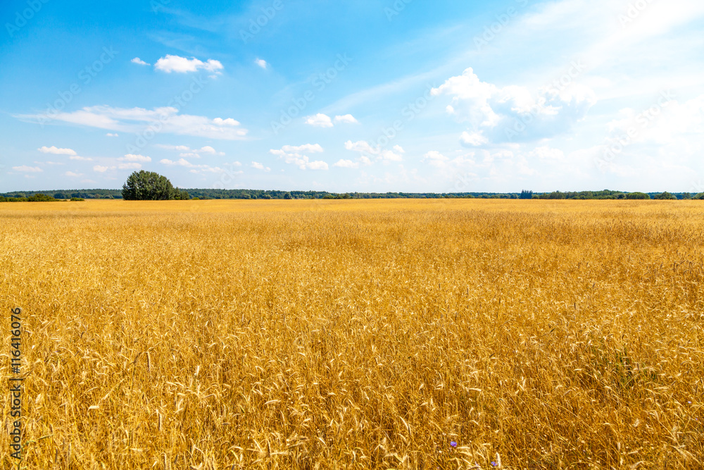 Naklejka premium goldenes Getreidefeld