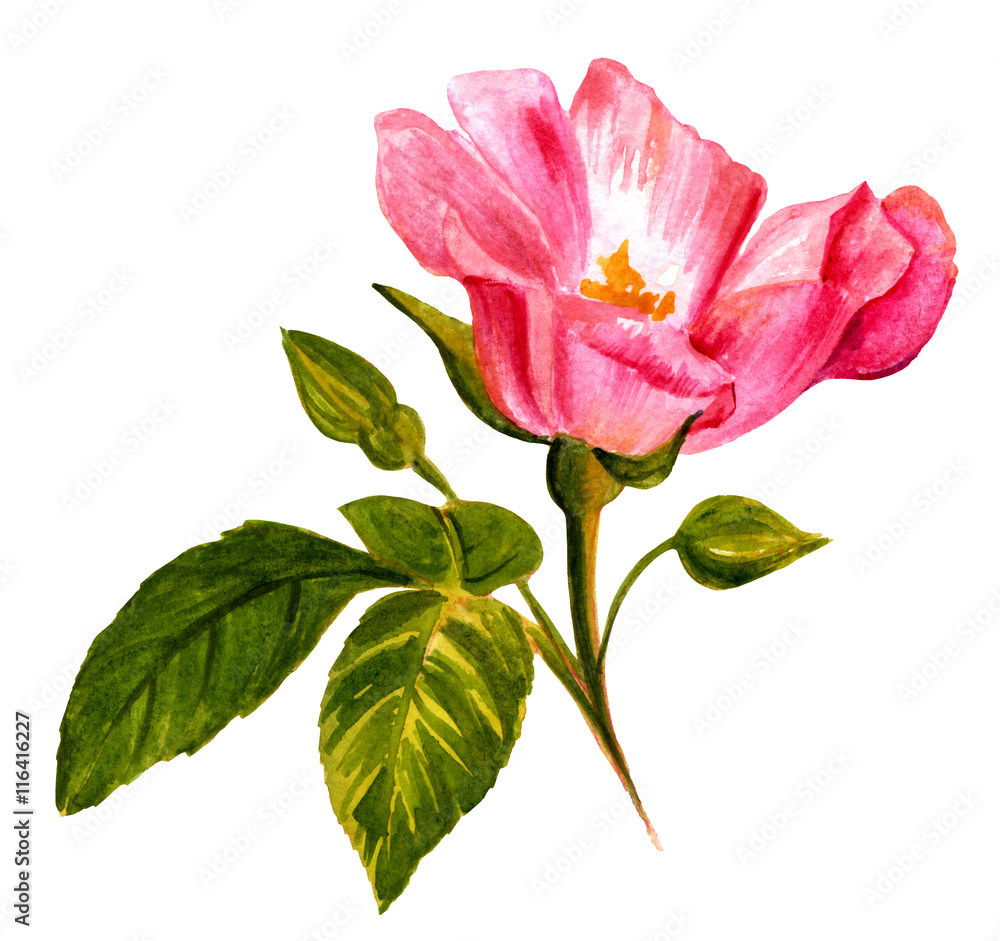 Fototapeta premium Watercolor drawing of blooming pink rose, vintage style botanica