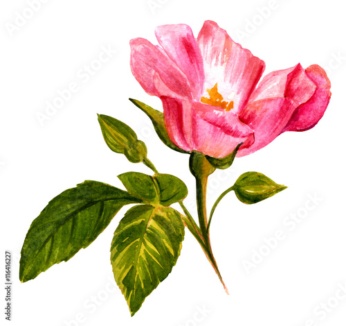 Watercolor drawing of blooming pink rose, vintage style botanica
