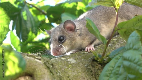 dormouse on a tree photo