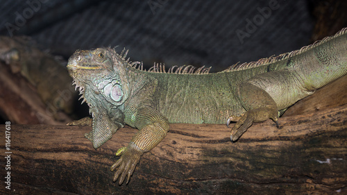 Green iguana