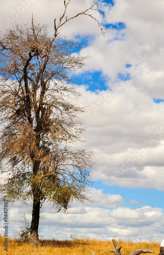 Dry tree with clouds in the background  Chapada Diamantina  Braz