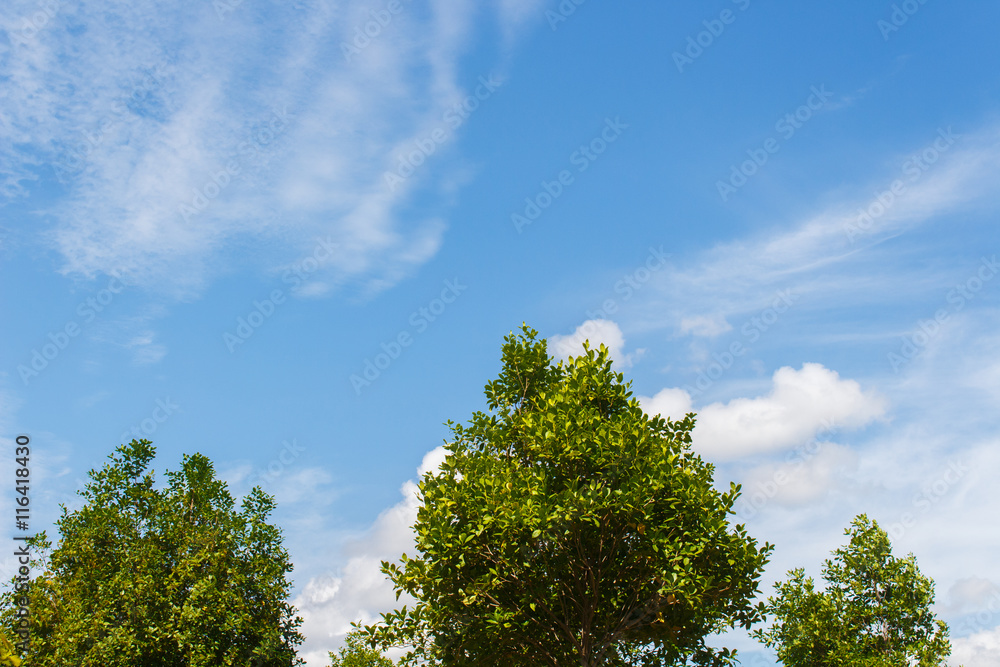 Tree and sky Tree and sky