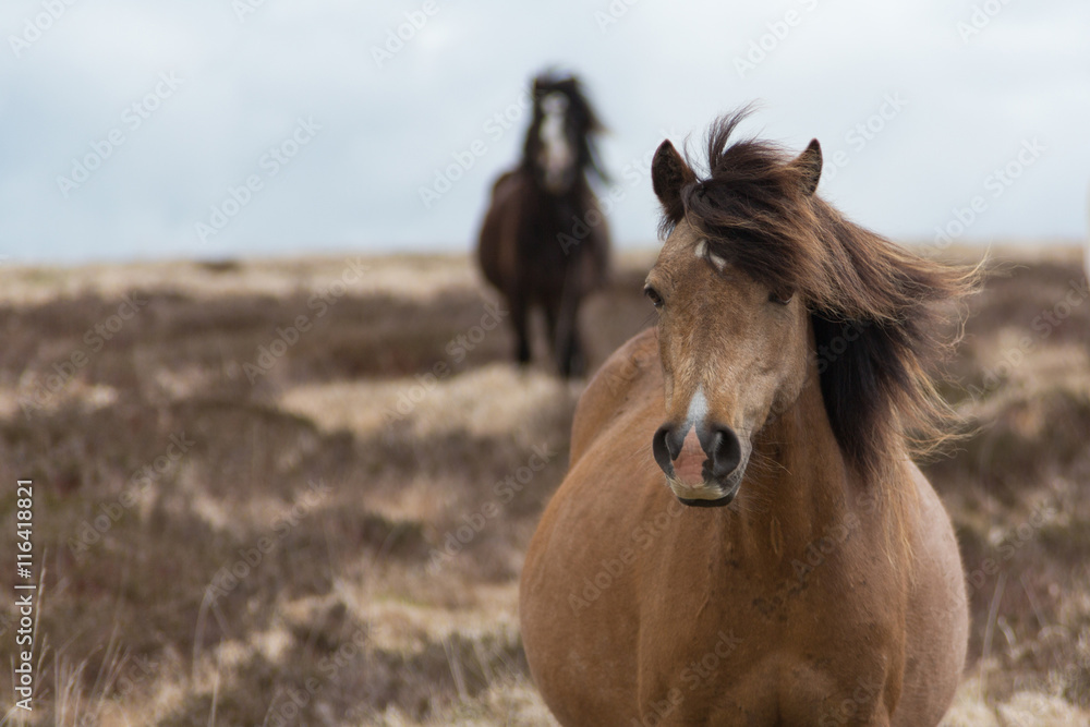 Fototapeta premium Wild Horses