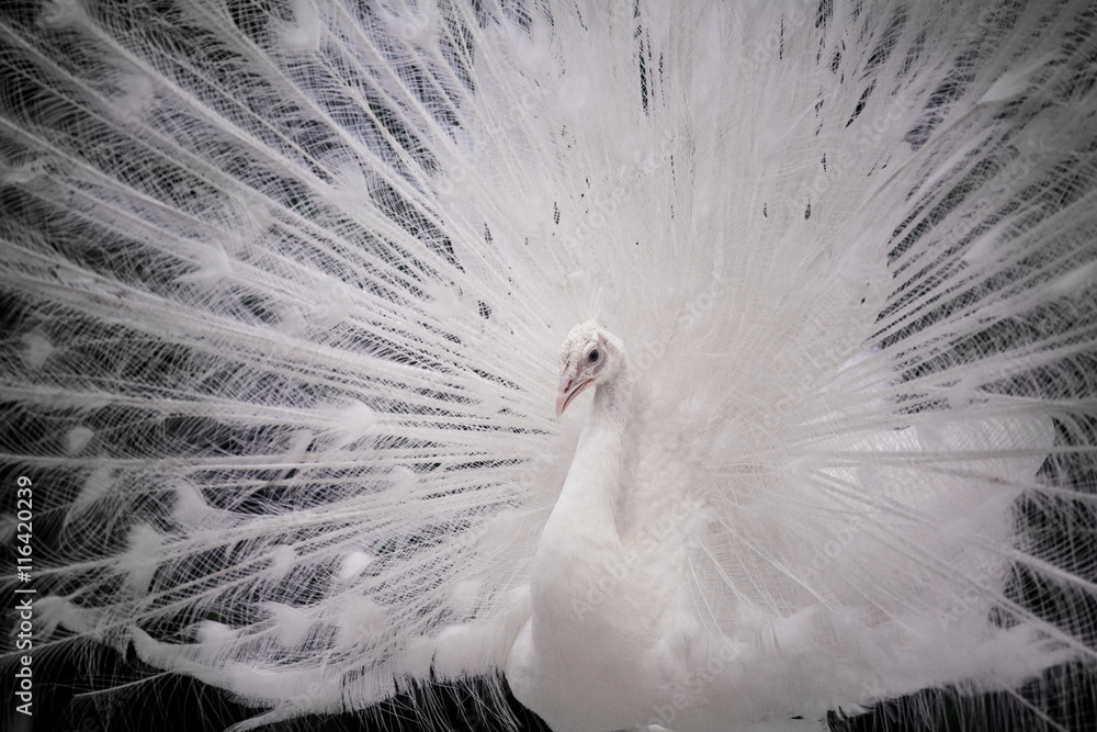 Fototapeta premium Close-up of beautiful white peacock with feathers out