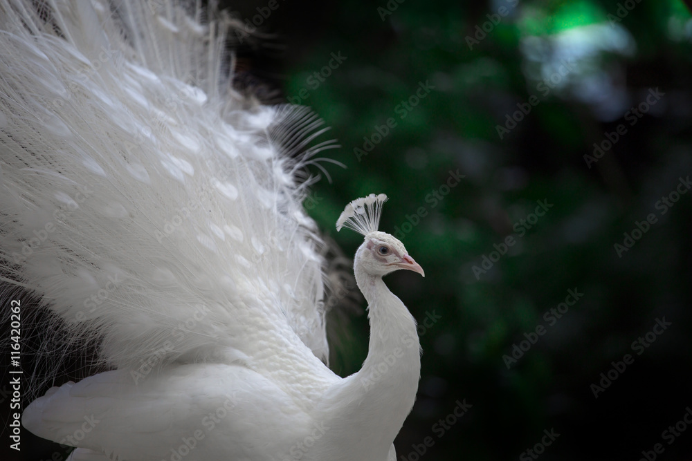 Obraz premium Zbliżenie: piękny biały paw z piórami