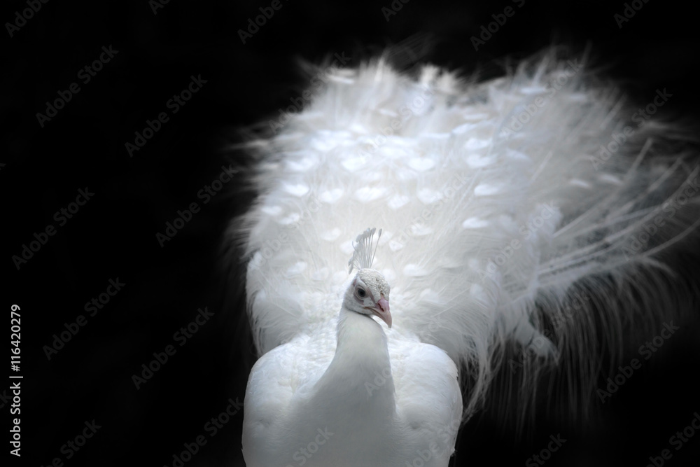 Naklejka premium Close-up of beautiful white peacock with feathers in