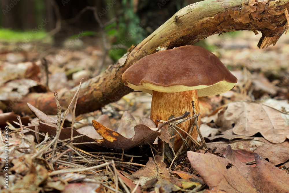 Tasty Mushroom Bay Bolete (Imleria Badia) In The Summer Forest Tasty Mushroom Bay Bolete (Imleria Badia) In The Summer Forest