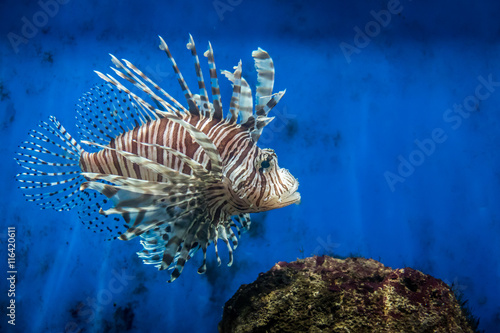 Lion fish and rock