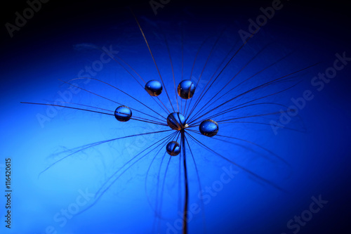 the water drops on a dandelion