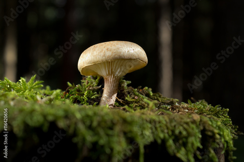 Inedible fungi (mushrooms) Fleecy Fibrecap (Inocybe flocculosa)