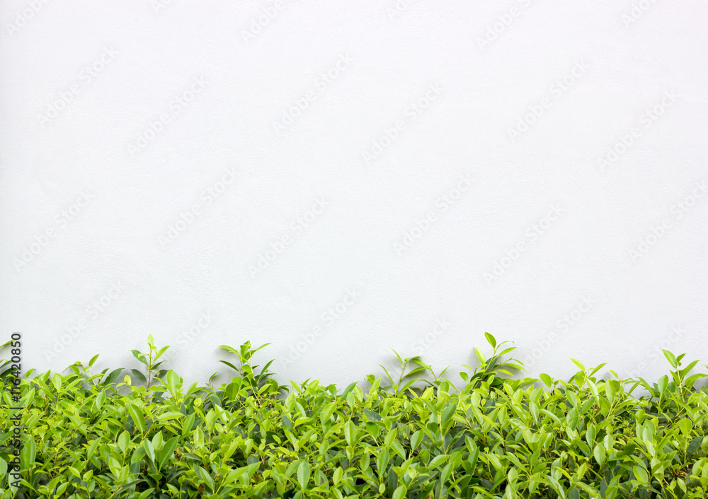 Obraz premium Green Bush with White Wall Background