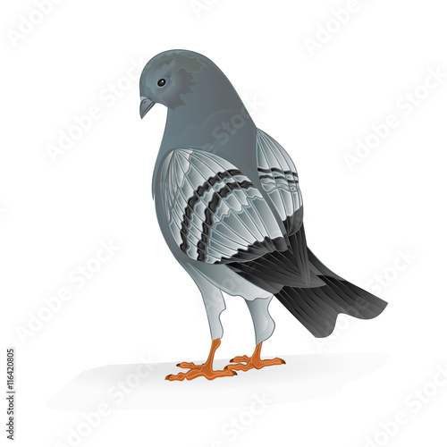 Bird Carrier pigeon domestic sports bird vector illustration