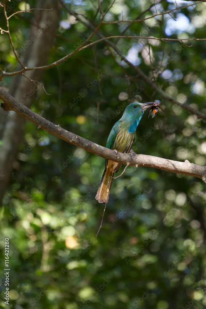 Fototapeta premium Blue-bearded Bee-eater on the branch in nature