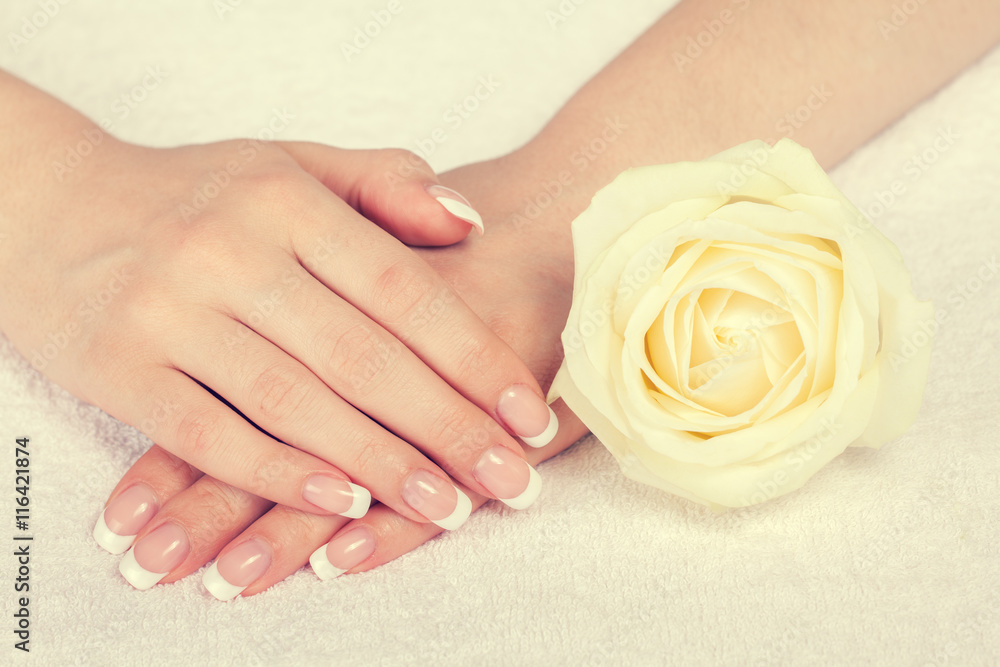 Beautiful female hands with french manicure near rose