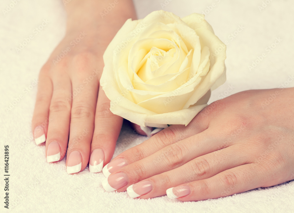 Beautiful female hands with french manicure holding rose